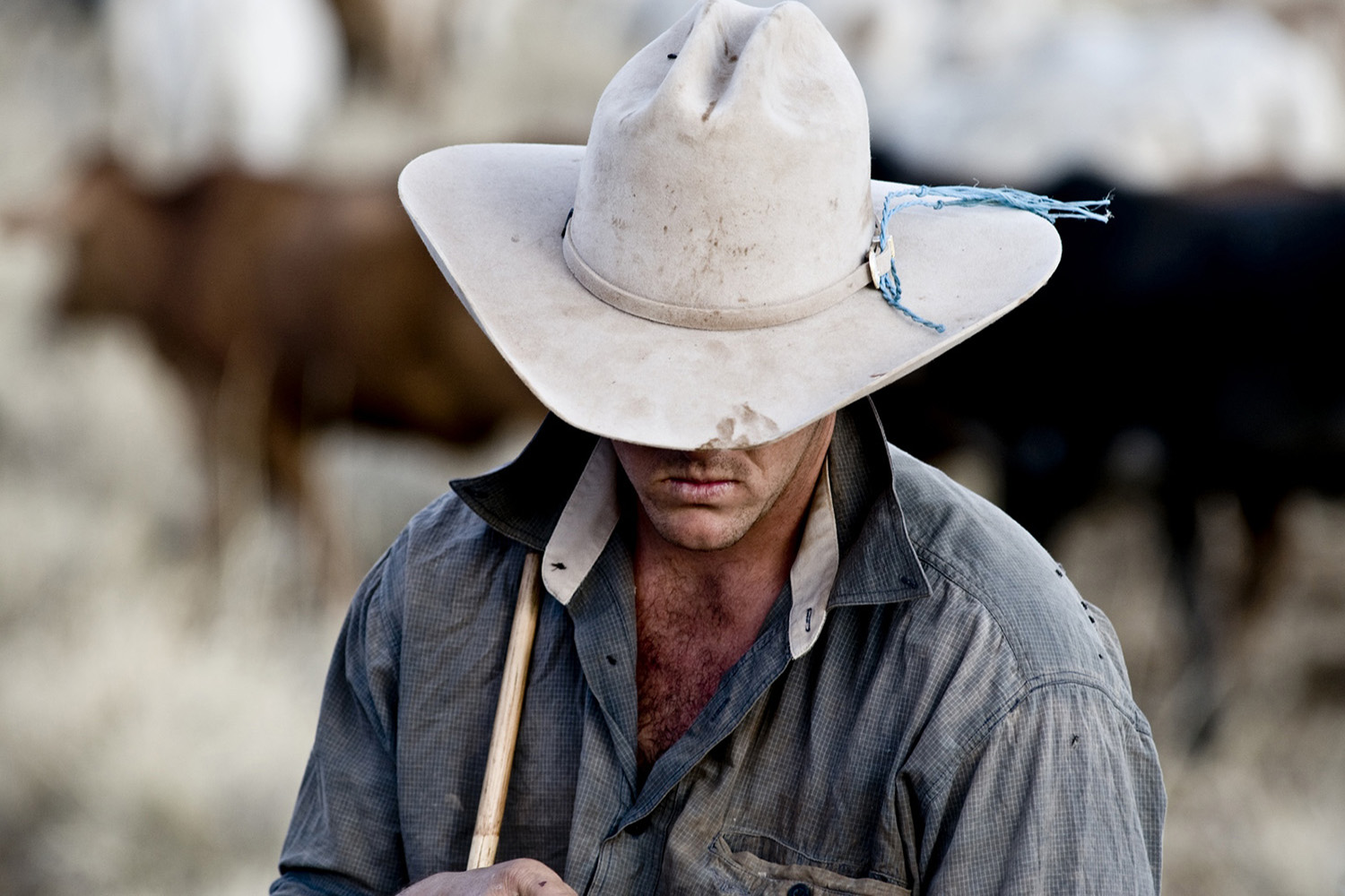 image of AARONTAIT COPYRIGHTED 2014 363 RURAL PHOTOGRAPHER FARM LIFE AGRICULTURE WOOL BEEF STOCKMAN MUSTER CATTLE FARM AUSTRALIAN STOCKMAN HAT COWBOY JACKAROO