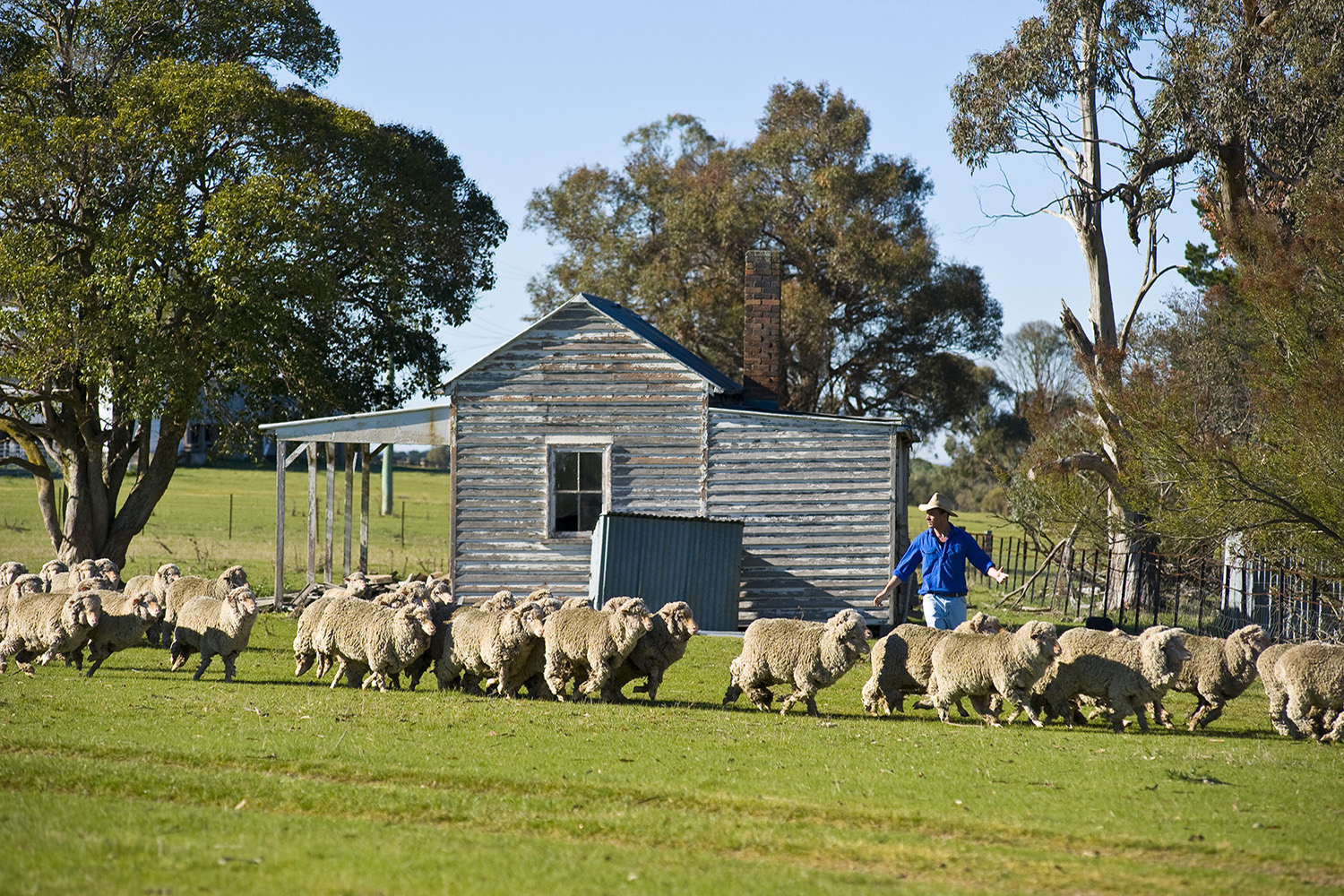 image of AARONTAIT COPYRIGHTED 2014 371 MUSTER RURAL PHOTOGRAPHER FARM LIFE AGRICULTURE WOOL BEEF STOCKMAN MUSTER CATTLE FARM AUSTRALIAN FLOCK SHEEP