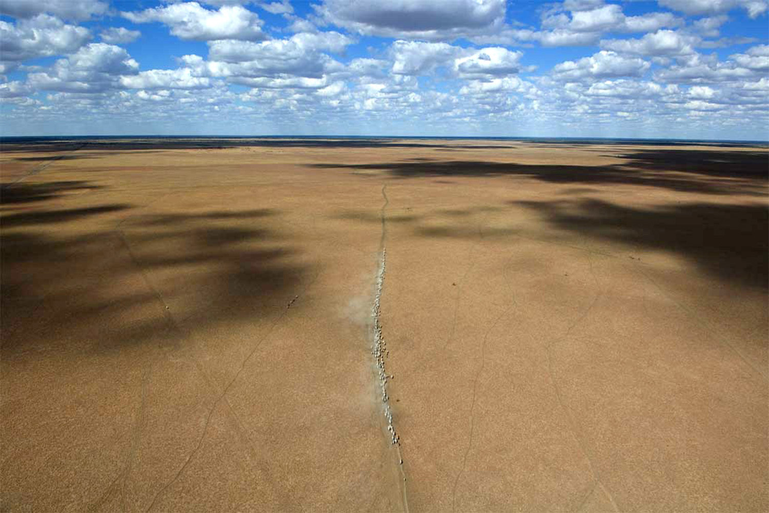 image of AARONTAIT COPYRIGHTED 2014 377 RURAL PHOTOGRAPHER FARM LIFE AGRICULTURE WOOL BEEF STOCKMAN MUSTER CATTLE FARM AUSTRALIAN EPIC VAST GULF AERIAL MUSTER