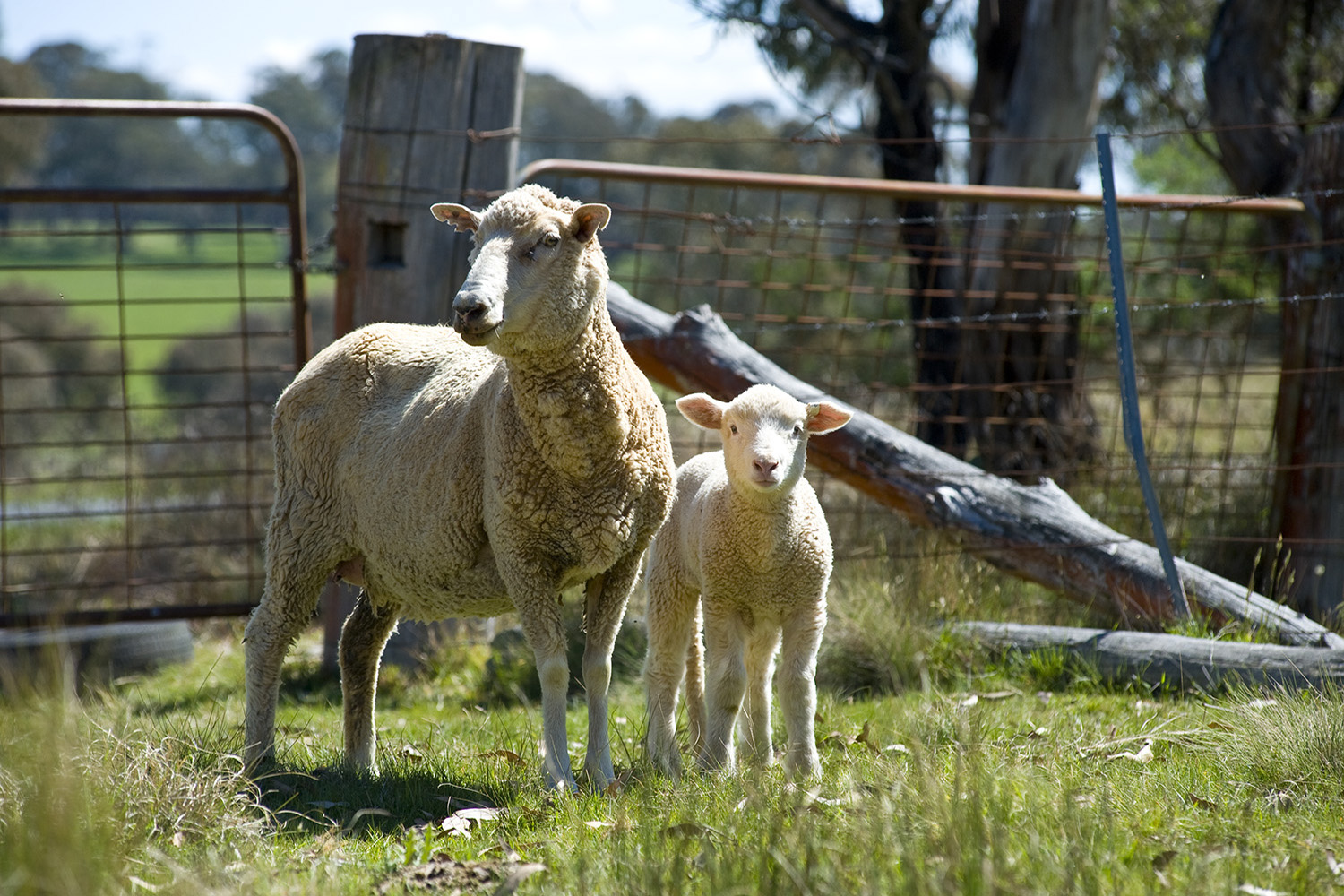image of AARONTAIT COPYRIGHTED 2014 383  RURAL PHOTOGRAPHER FARM LIFE AGRICULTURE WOOL BEEF STOCKMAN MUSTER CATTLE FARM AUSTRALIAN EWE LAMB 