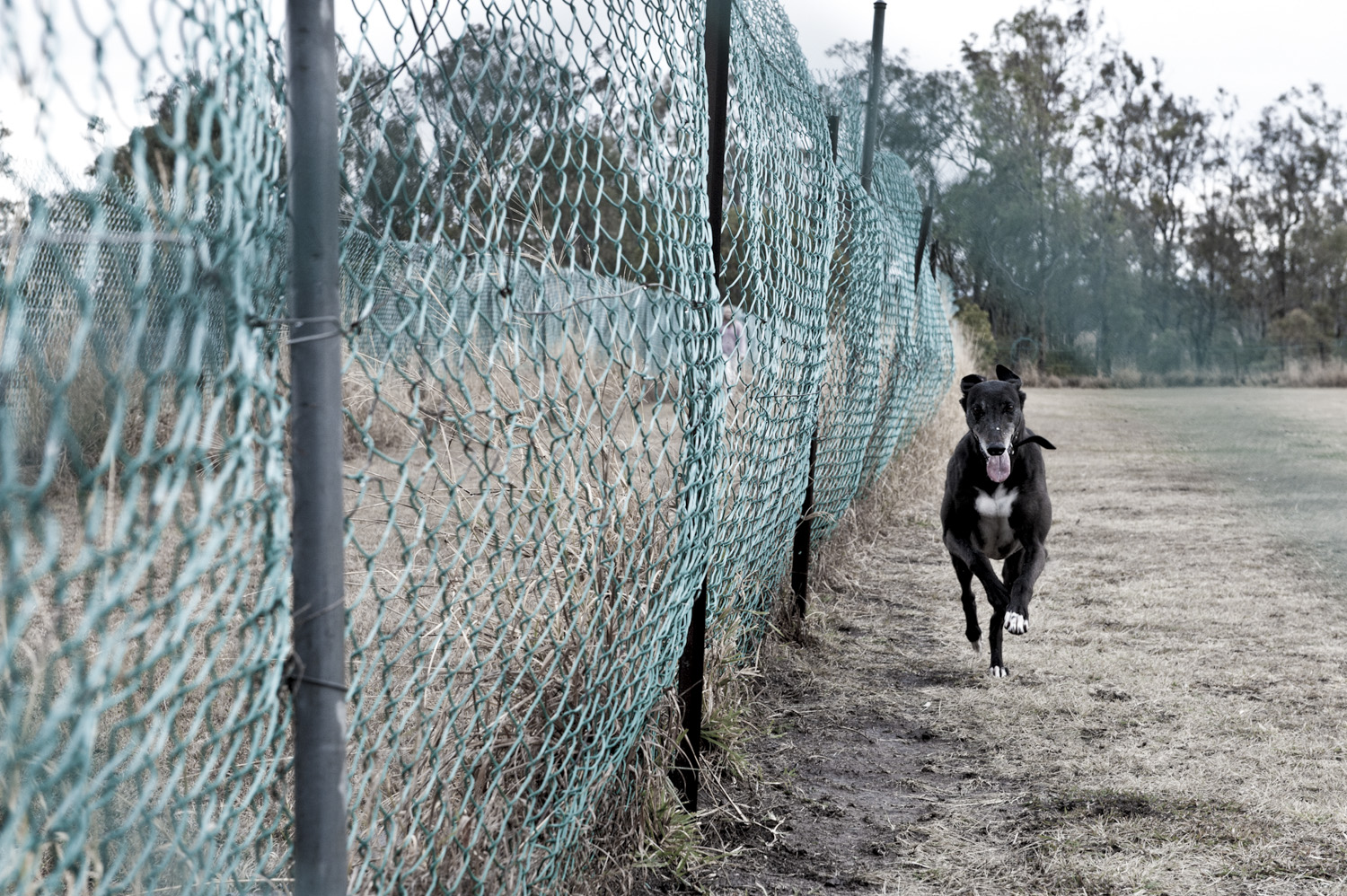 image of AARONTAIT COPYRIGHTED 2014 436 DOCUMENTARY PHOTOGRAPHER REPORTAGE LIFE SPORT DOGS GREYHOUND RACING STORY HUMAN DISHLICKER DISH LICKER RUNNING ENERGY