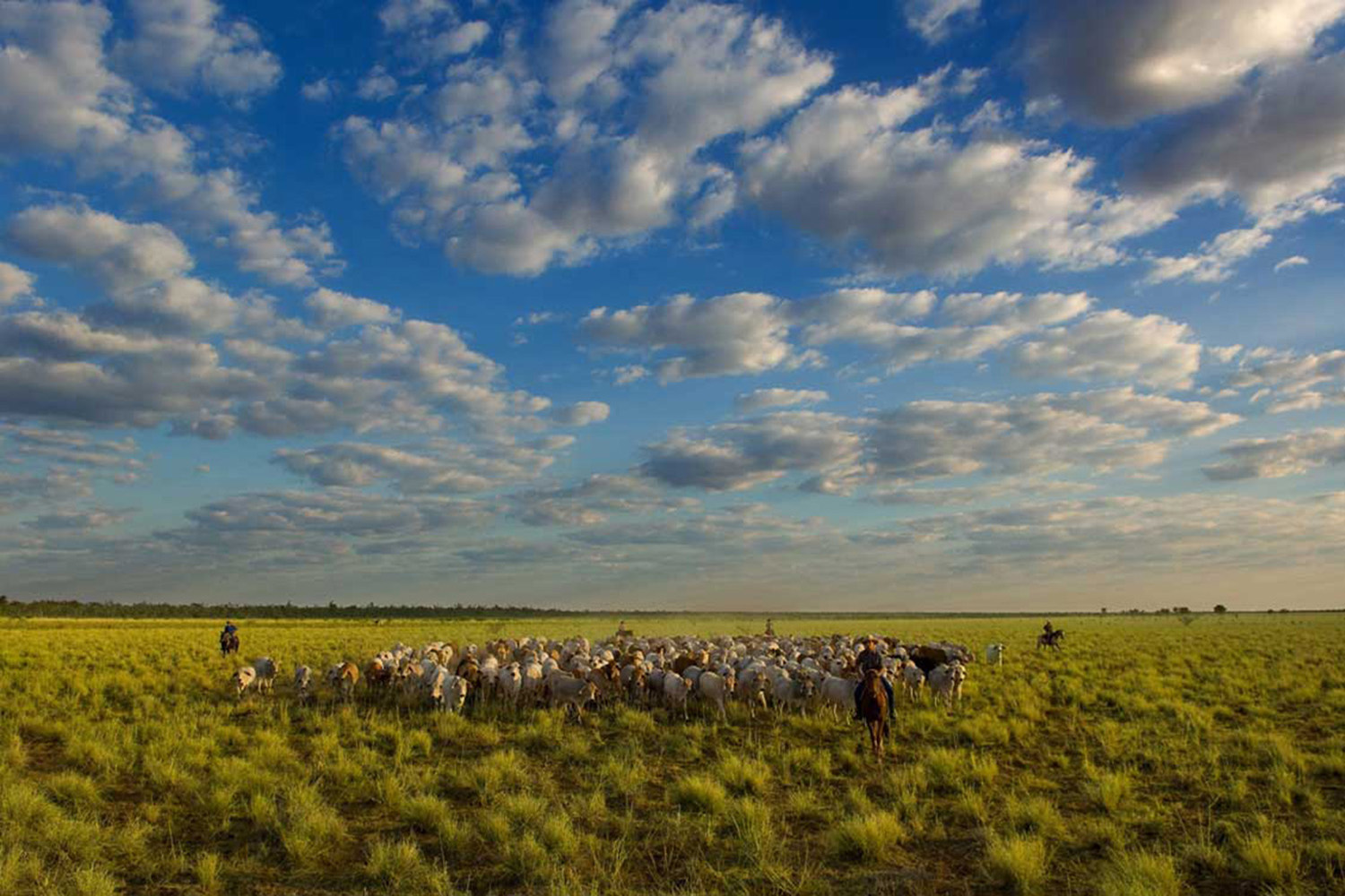 image of AARONTAIT COPYRIGHTED 2014 366 RURAL PHOTOGRAPHER FARM LIFE AGRICULTURE WOOL BEEF STOCKMAN MUSTER CATTLE FARM AUSTRALIAN MUSTER EPIC BIG SKY MOB GULF COUNTRY