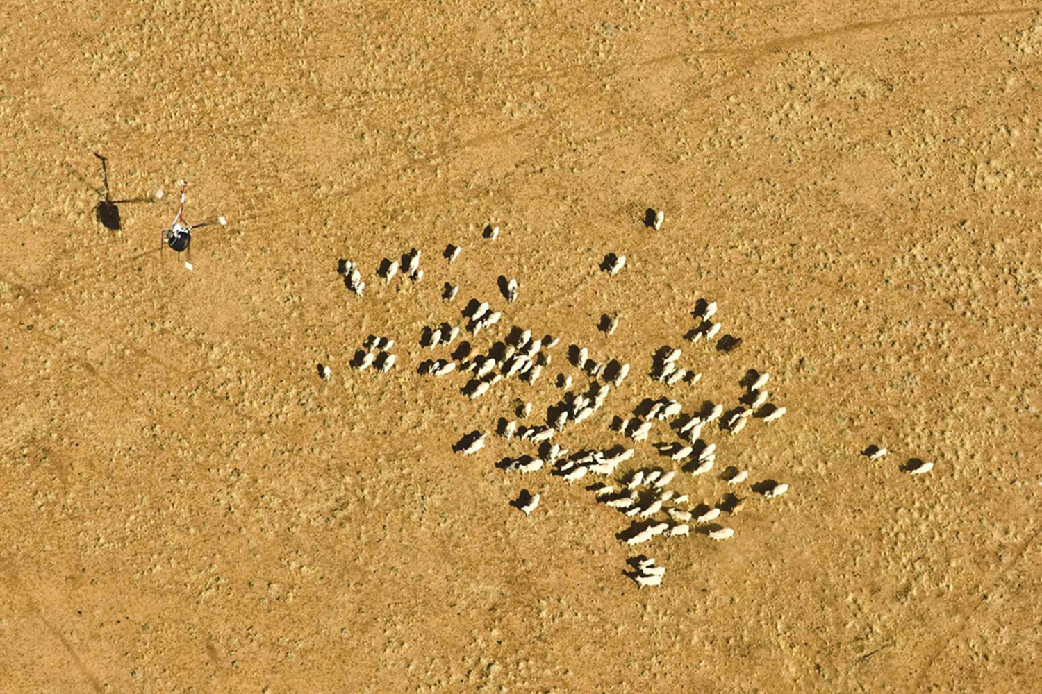 image of AARONTAIT COPYRIGHTED 2014 376 RURAL PHOTOGRAPHER FARM LIFE AGRICULTURE WOOL BEEF STOCKMAN MUSTER CATTLE FARM AUSTRALIAN AERIAL MUSTER
