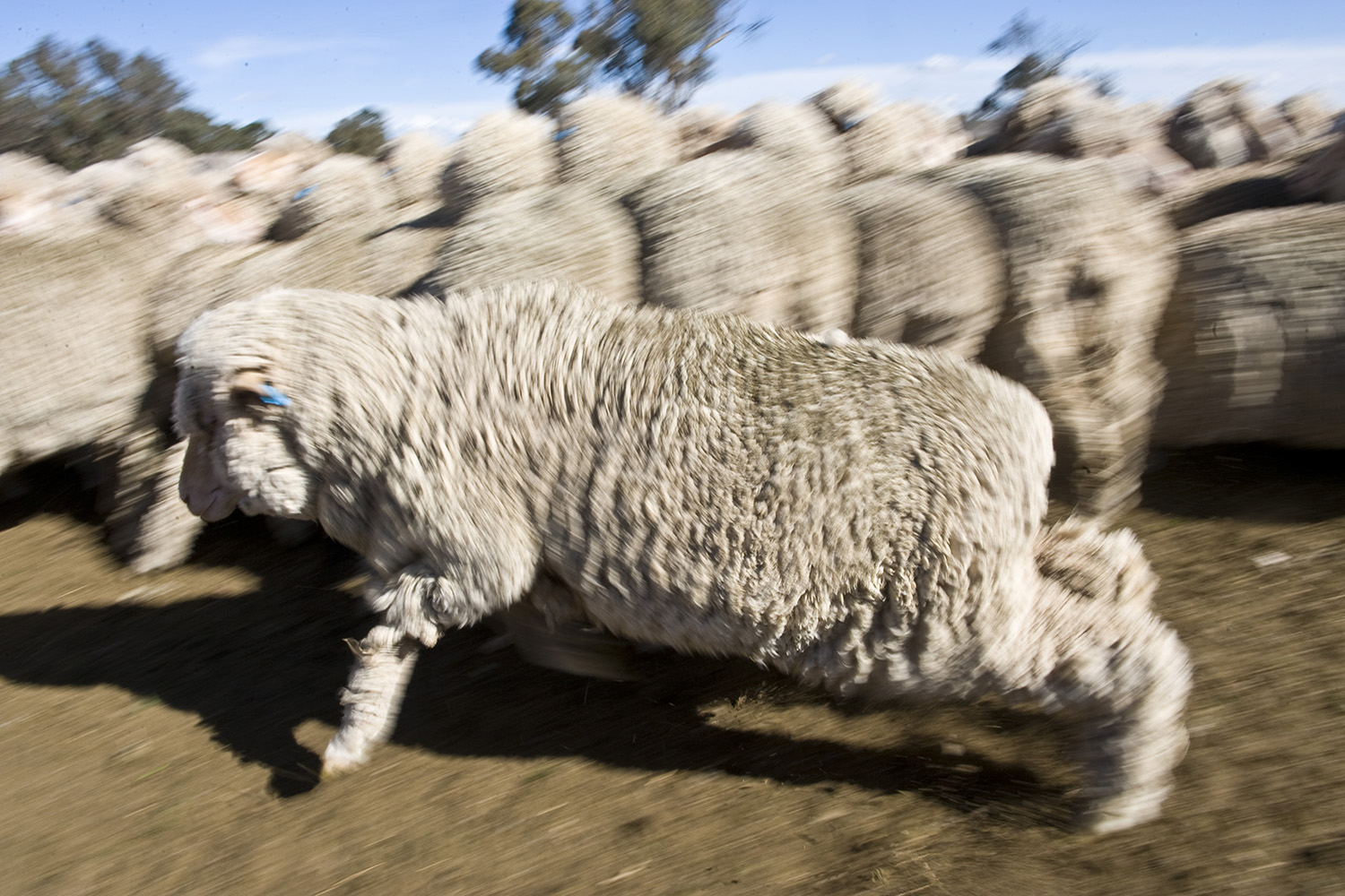 image of AARONTAIT COPYRIGHTED 2014 386 RURAL PHOTOGRAPHER FARM LIFE AGRICULTURE WOOL BEEF STOCKMAN MUSTER CATTLE FARM AUSTRALIAN  SHEEP RAM