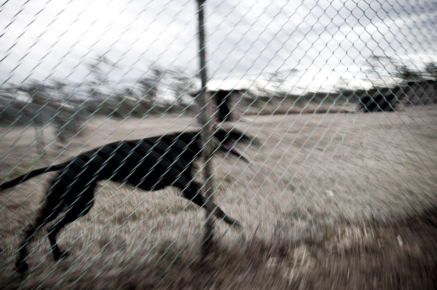 image of AARONTAIT COPYRIGHTED 2014 431 DOCUMENTARY PHOTOGRAPHER REPORTAGE LIFE SPORT DOGS GREYHOUND RACING STORY HUMAN DISHLICKER DISH LICKER BLACKDOG