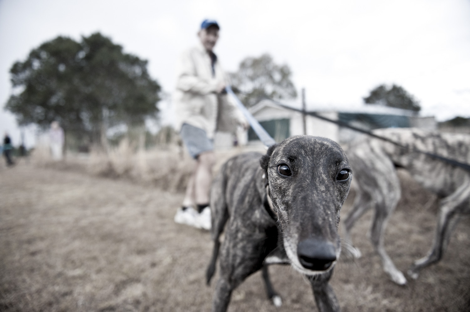 image of AARONTAIT COPYRIGHTED 2014 437 DOCUMENTARY PHOTOGRAPHER REPORTAGE LIFE SPORT DOGS GREYHOUND RACING STORY HUMAN DISHLICKER DISH LICKER WOOF