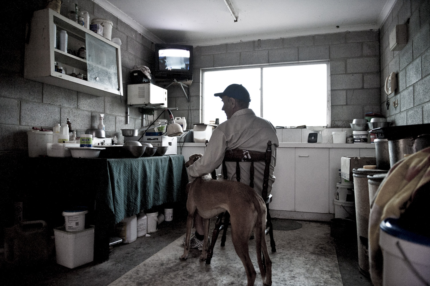 image of AARONTAIT COPYRIGHTED 2014 446 DOCUMENTARY PHOTOGRAPHER REPORTAGE LIFE SPORT DOGS GREYHOUND RACING STORY HUMAN DISHLICKER DISH LICKER MASTER